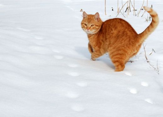 Кошки в снегу