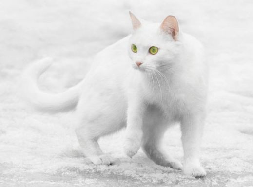 Кошки в снегу