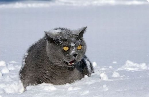 Кошки в снегу