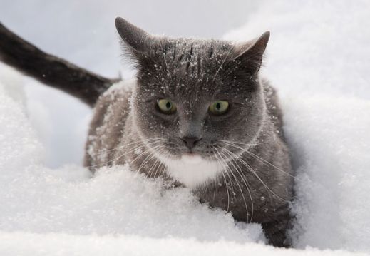 Кошки в снегу