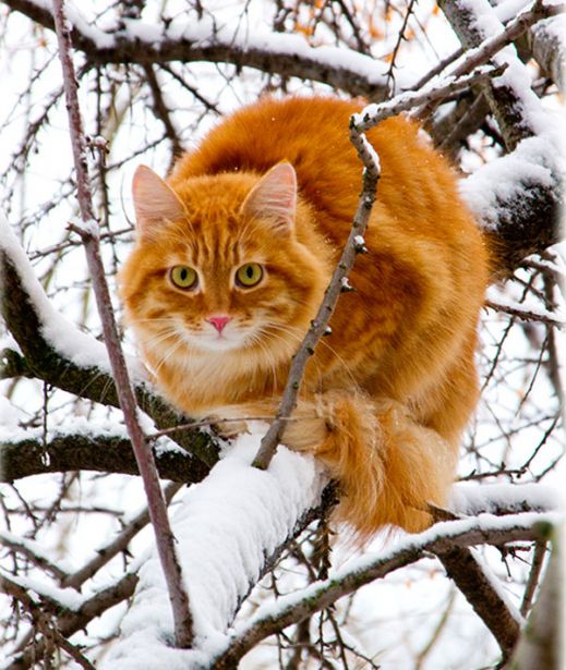 Кошки в снегу