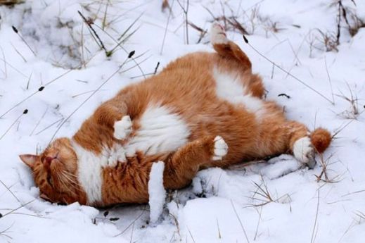 Кошки в снегу