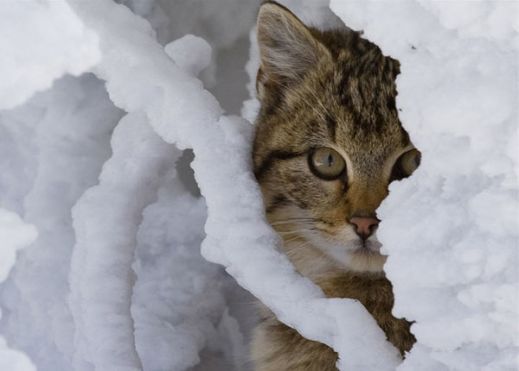 Кошки в снегу