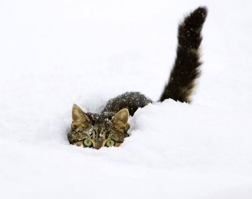 Кошки в снегу
