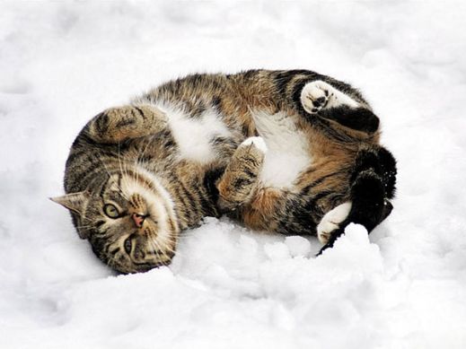 Кошки в снегу