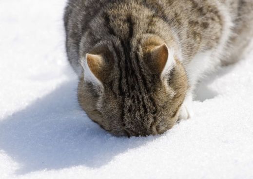 Кошки в снегу