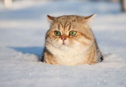 Кошки в снегу
