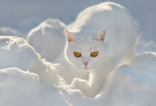 Кошки в снегу