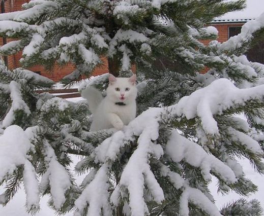 Кошки в снегу