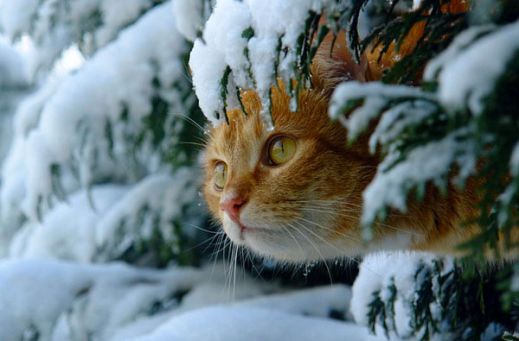 Кошки в снегу