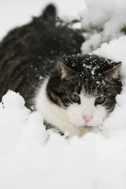 Кошки в снегу