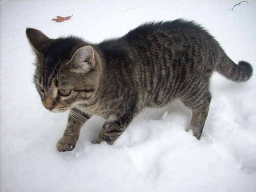 Кошки в снегу