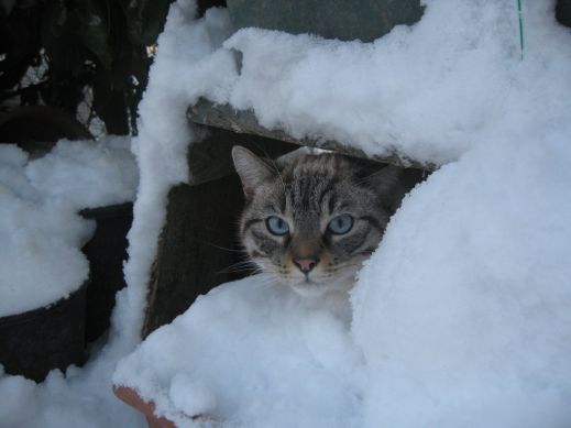 Кошки в снегу