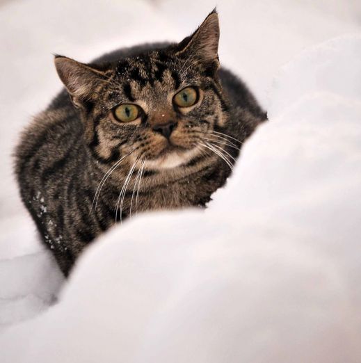Кошки в снегу