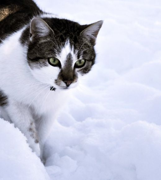 Кошки в снегу
