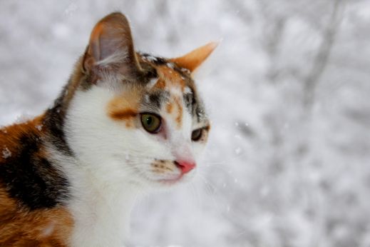 Кошки в снегу