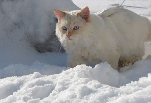 Кошки в снегу