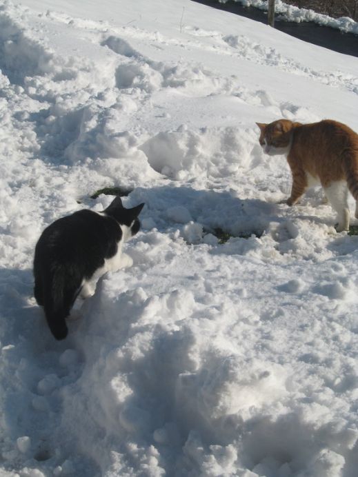 Кошки в снегу