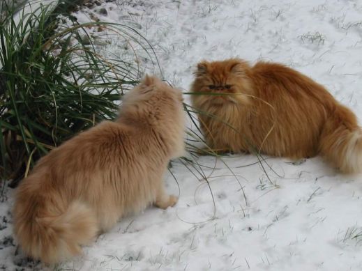 Кошки в снегу