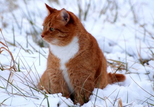 Кошки в снегу