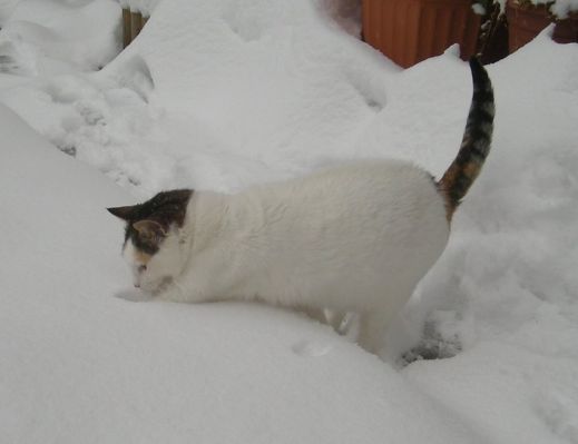 Кошки в снегу