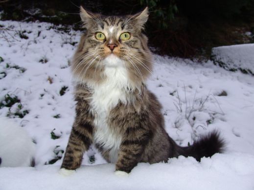 Кошки в снегу