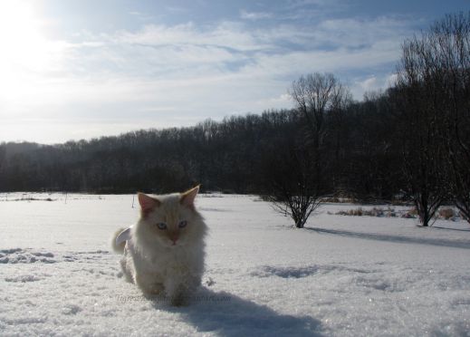 Кошки в снегу