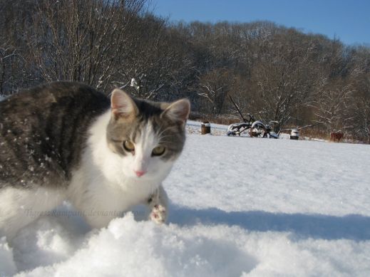 Кошки в снегу