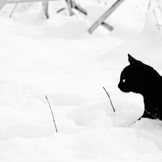 Кошки в снегу