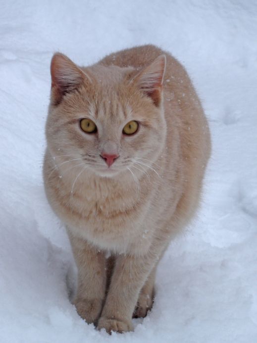 Кошки в снегу