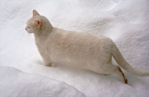 Кошки в снегу