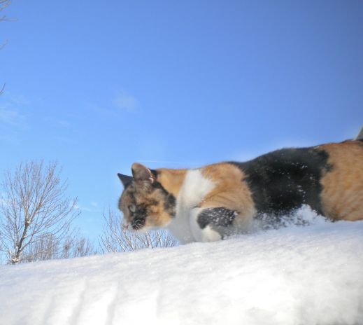 Кошки в снегу