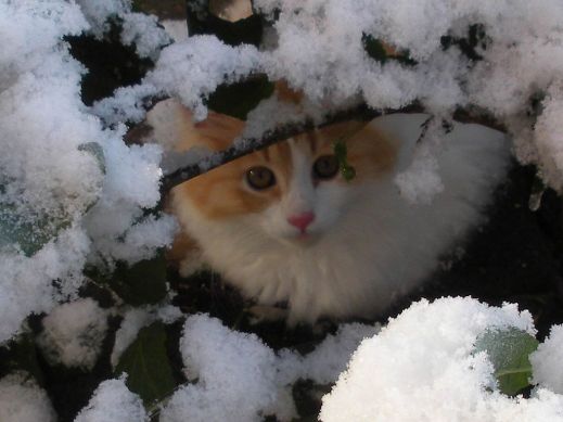 Кошки в снегу