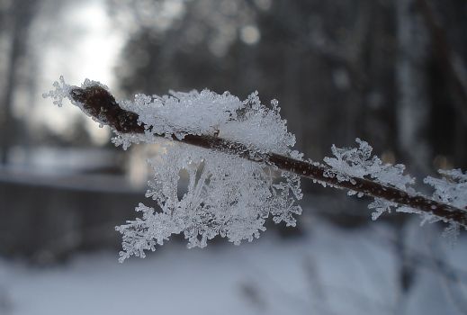 Прощай красавица-зима