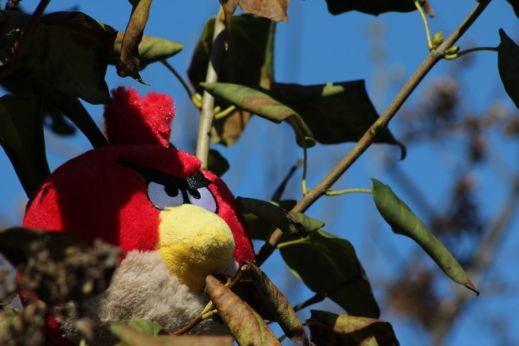 Angry birds: феномен среди популярных приложений