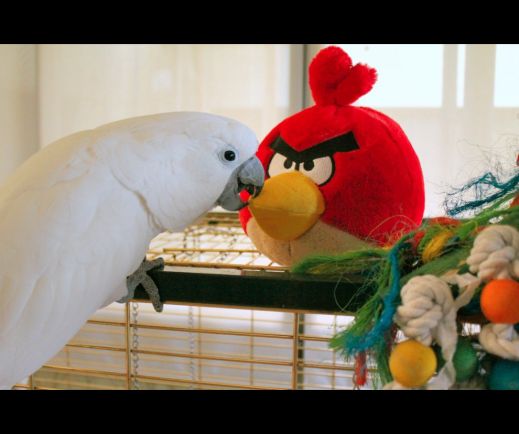 Angry birds: феномен среди популярных приложений