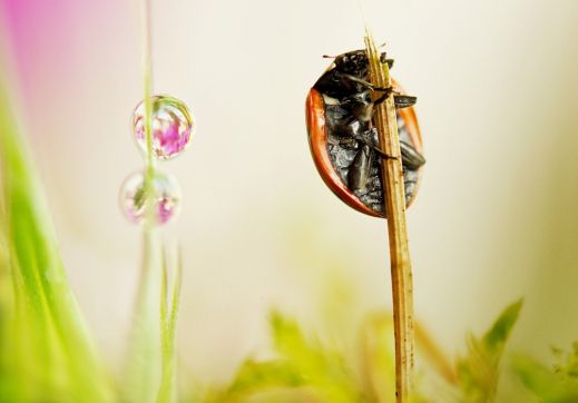 Божья коровка — самый красивый жук