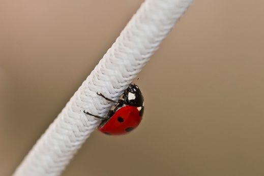 Божья коровка — самый красивый жук