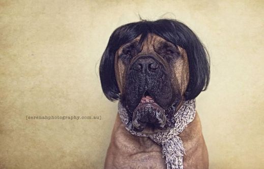 Фотограф Серена Ходсон и ее четвероногие друзья