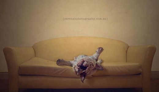 Фотограф Серена Ходсон и ее четвероногие друзья