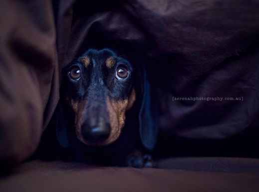 Фотограф Серена Ходсон и ее четвероногие друзья