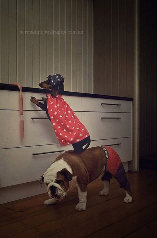 Фотограф Серена Ходсон и ее четвероногие друзья