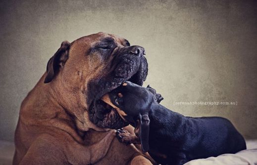 Фотограф Серена Ходсон и ее четвероногие друзья