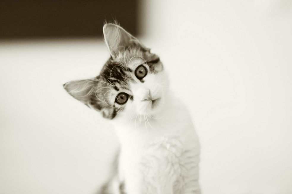 Мульт-коты