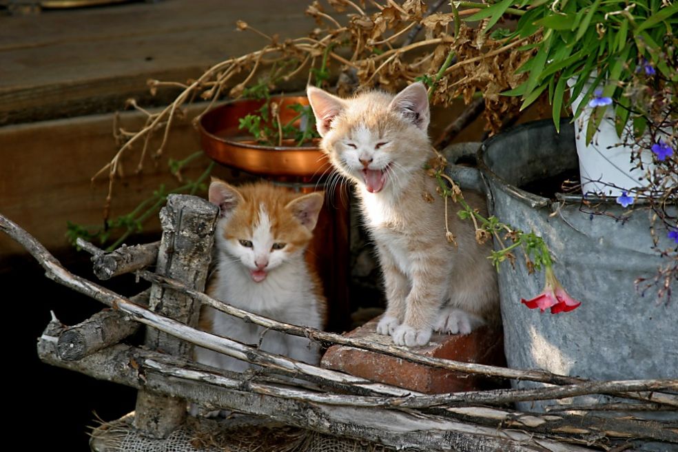 Кошки и сладкое