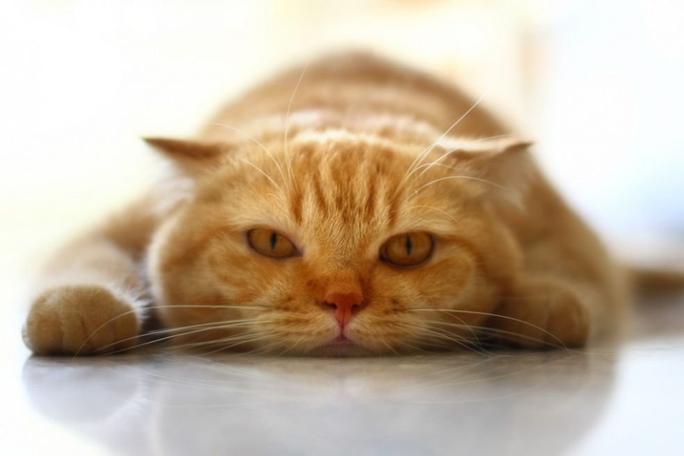 Кошка приземляется на лапы