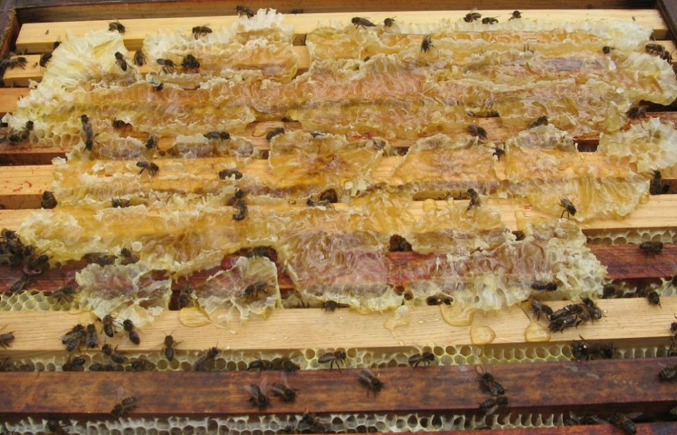 Пчелы в раскрытом улье