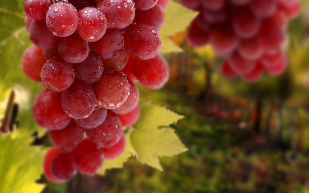 Интересные факты о винограде Интересные факты о винограде